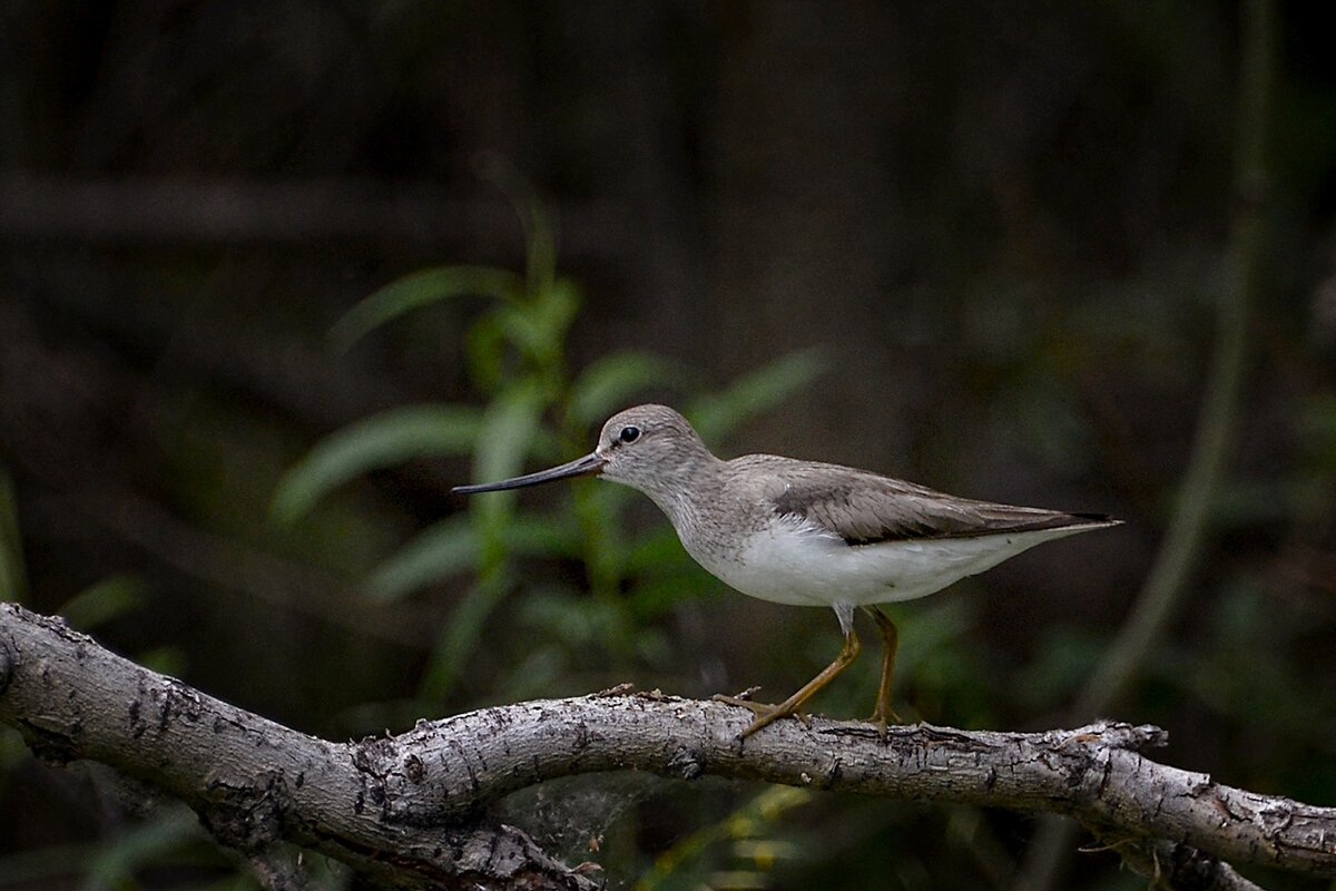Кулик - alex graf