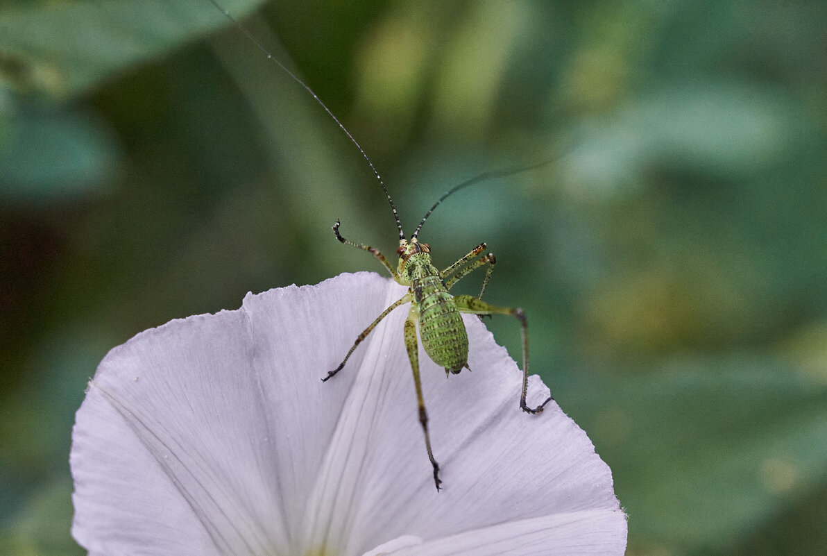 зЕЛЕННЫЙ КУЗНЕЧИК - Александр Леонов