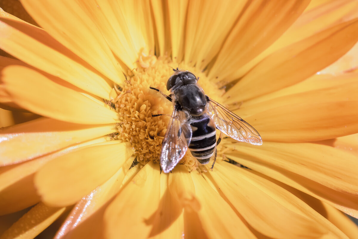 Журчалка - Владимир Колесников