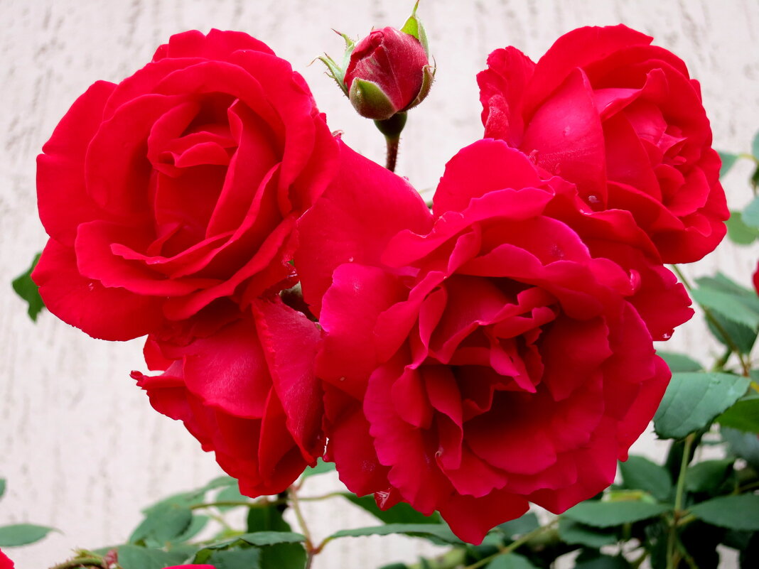 Розы - Валерий 