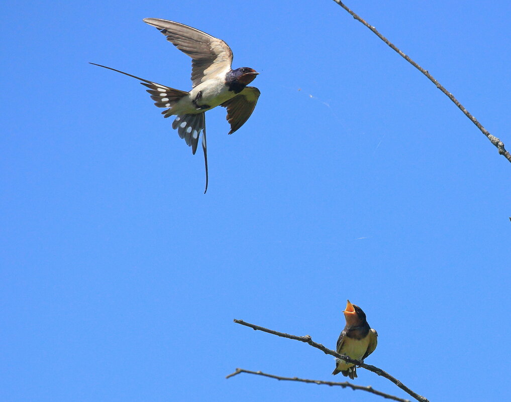 Ласточки... - Владилен Панченко