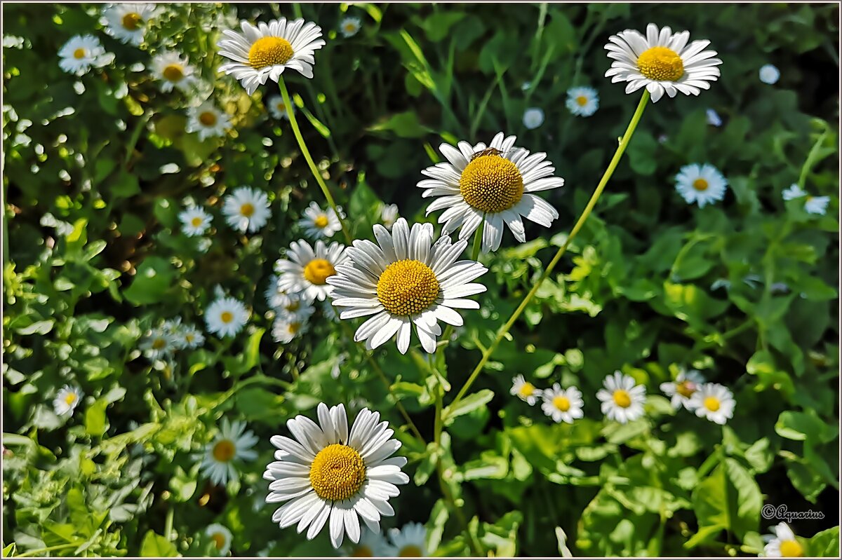 Июль... - Aquarius - Сергей