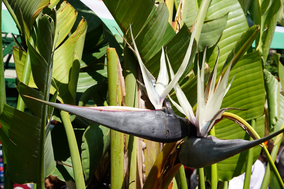 Стрелиция - Татьяна Тюменка