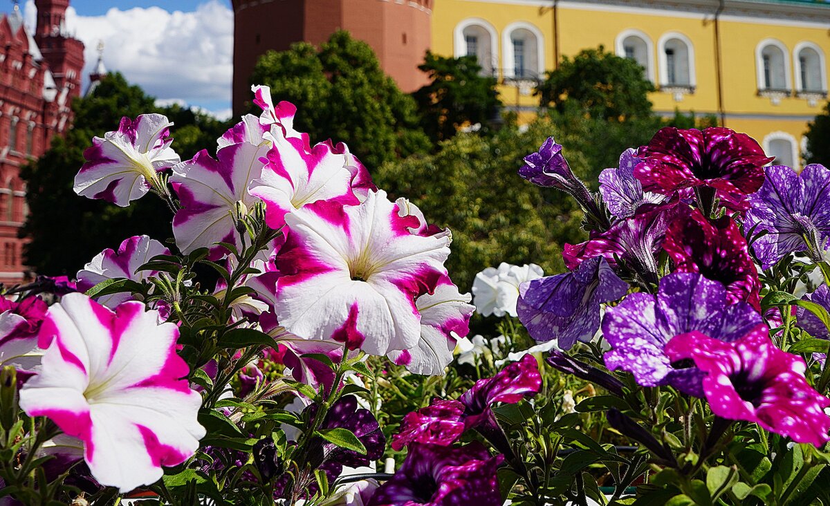 Петунии на Манежной - Татьяна Тюменка Петунии на Манежной - Татьяна Тюменка