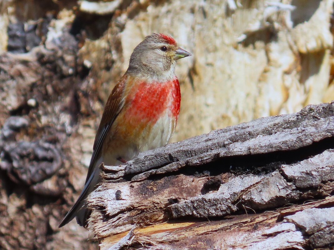 Коноплян! - Ольга Митрофанова