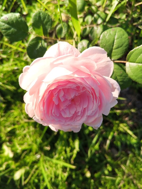 Роза - Сапсан 