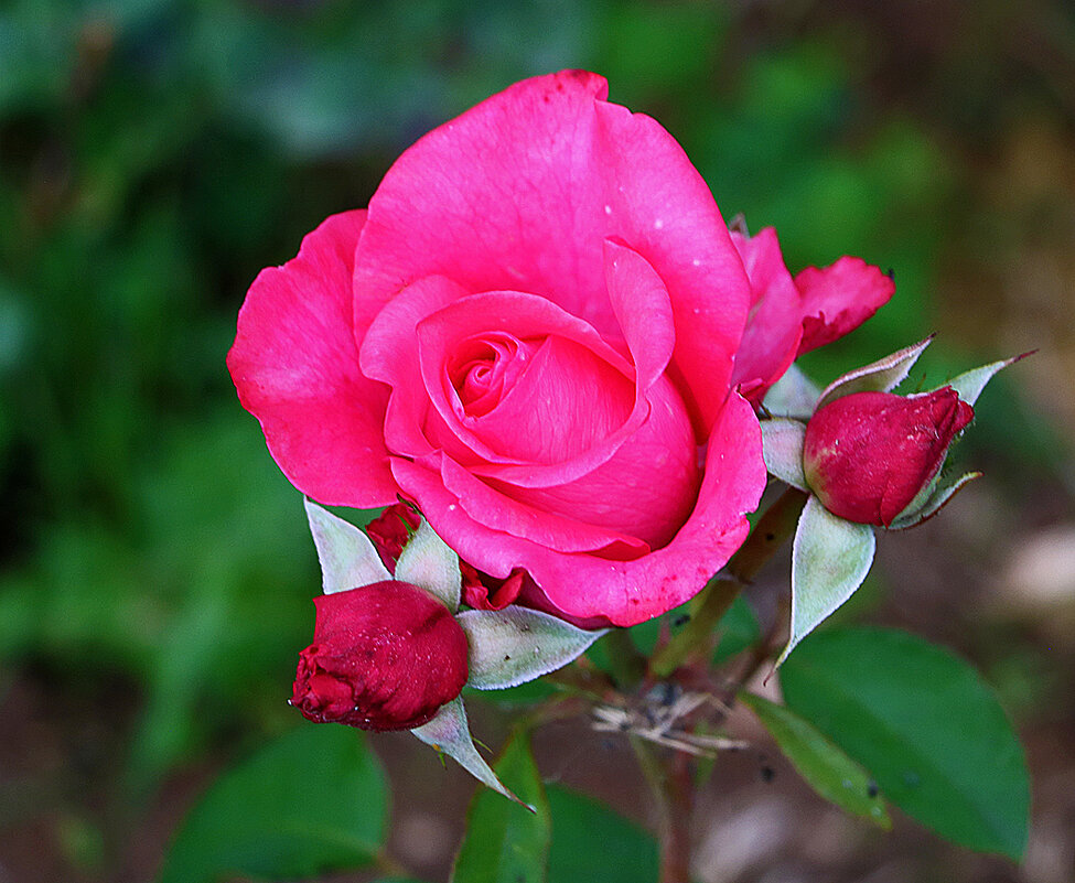 *** - Светлана 