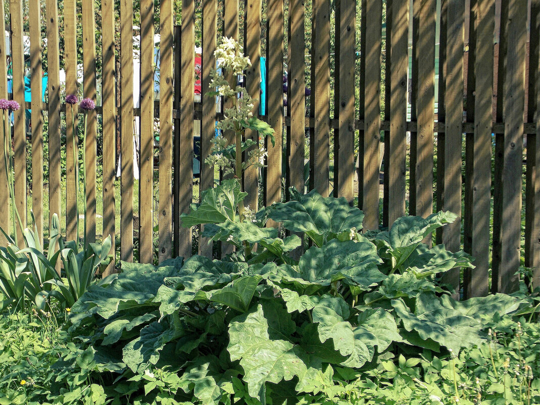 Место  под   солнцем - Вера ВЕСНА см. Фотогруппа  ВЕСНА Личный Блог