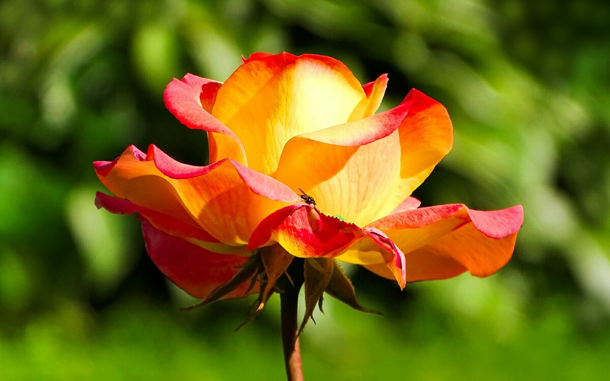 О красоте цветов. - Милешкин Владимир Алексеевич 