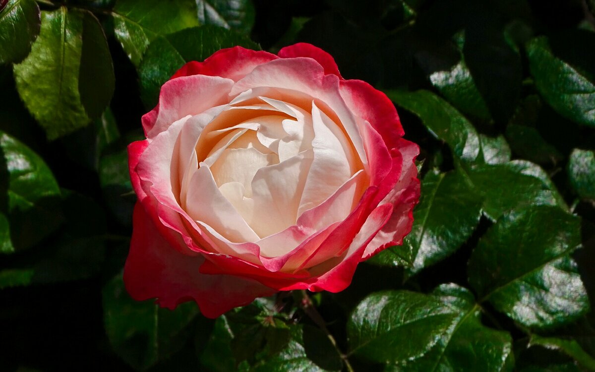 О красоте цветов. - Милешкин Владимир Алексеевич 