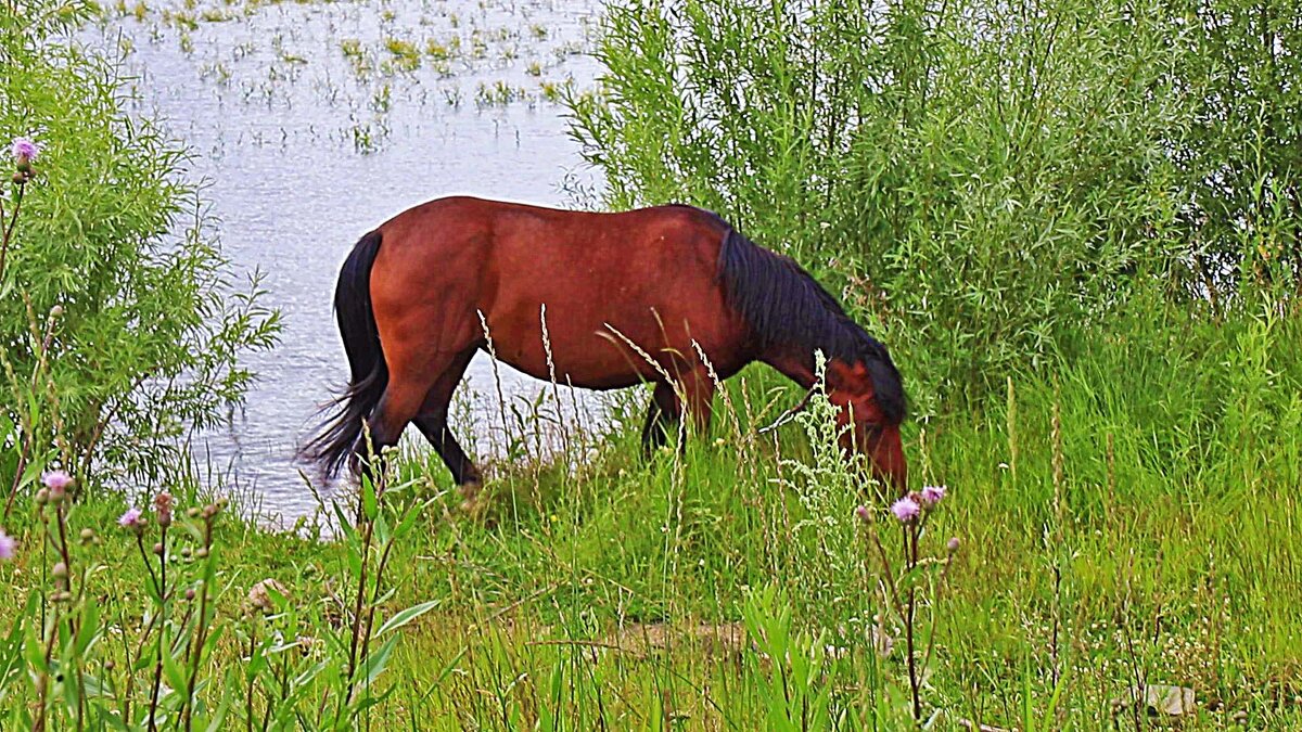 Июль...Пасется конь у реки! - Владимир 