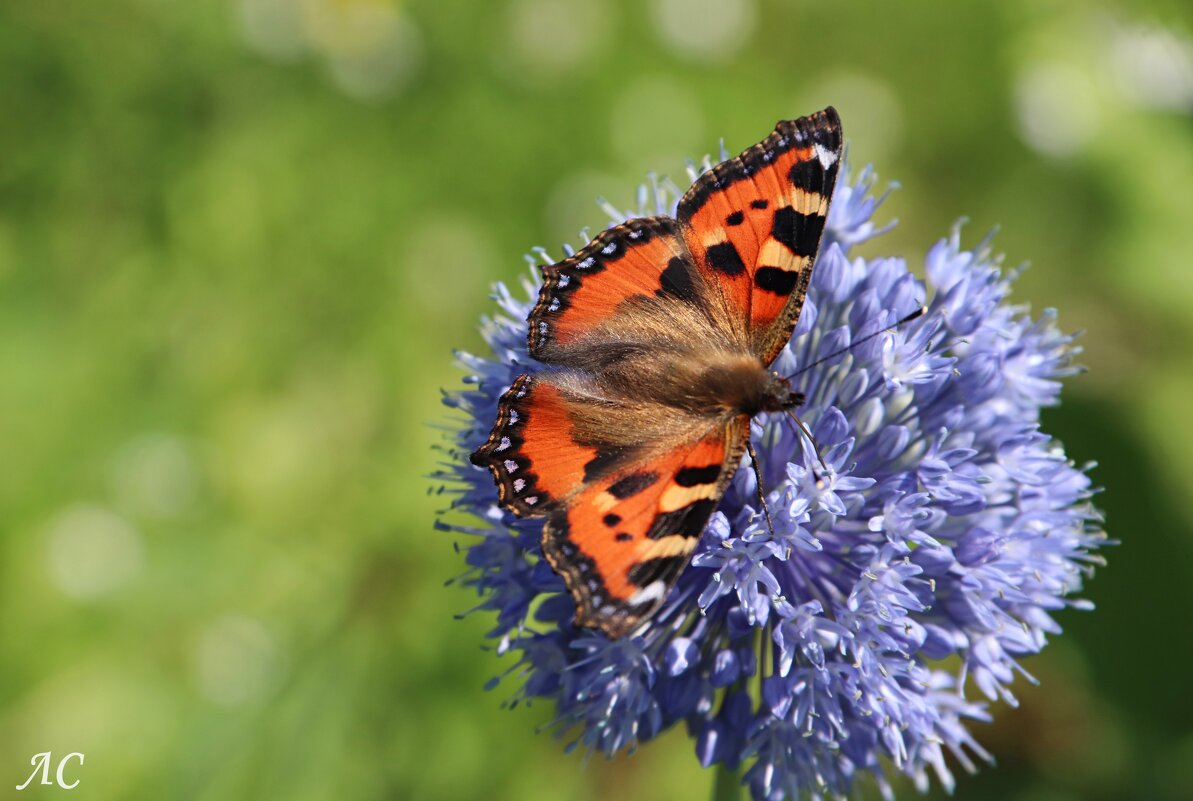 Крапивница - Любовь Сахарова