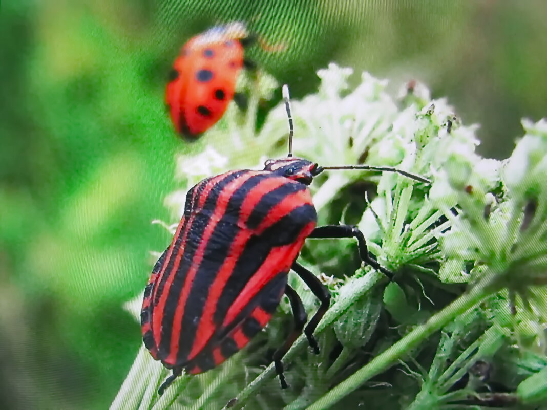 Все есть хотят - Людмила Смородинская Все есть хотят - Людмила Смородинская