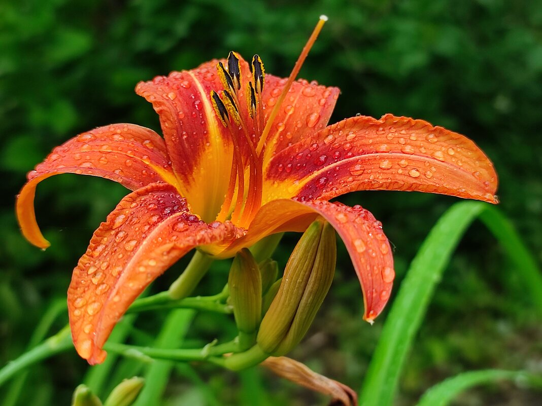 Лилия под дождём - Валентина Богатко 