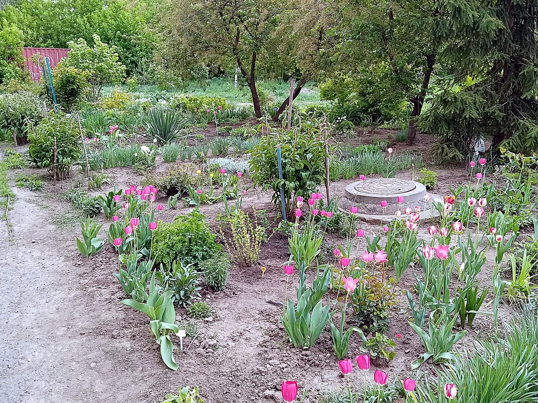 Цветы. - Владимир Драгунский