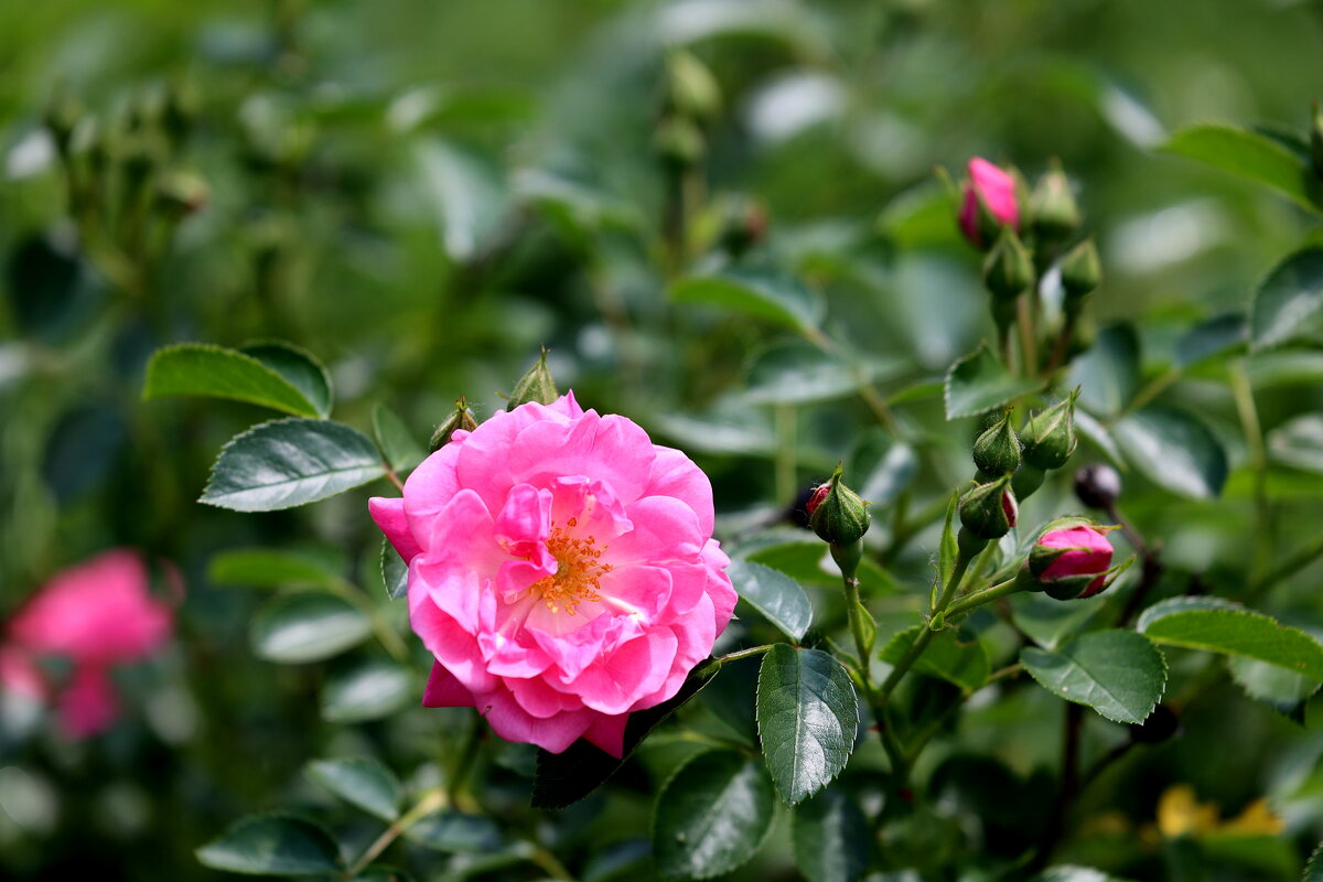 На отъезд распустились. - Александр Кондаков