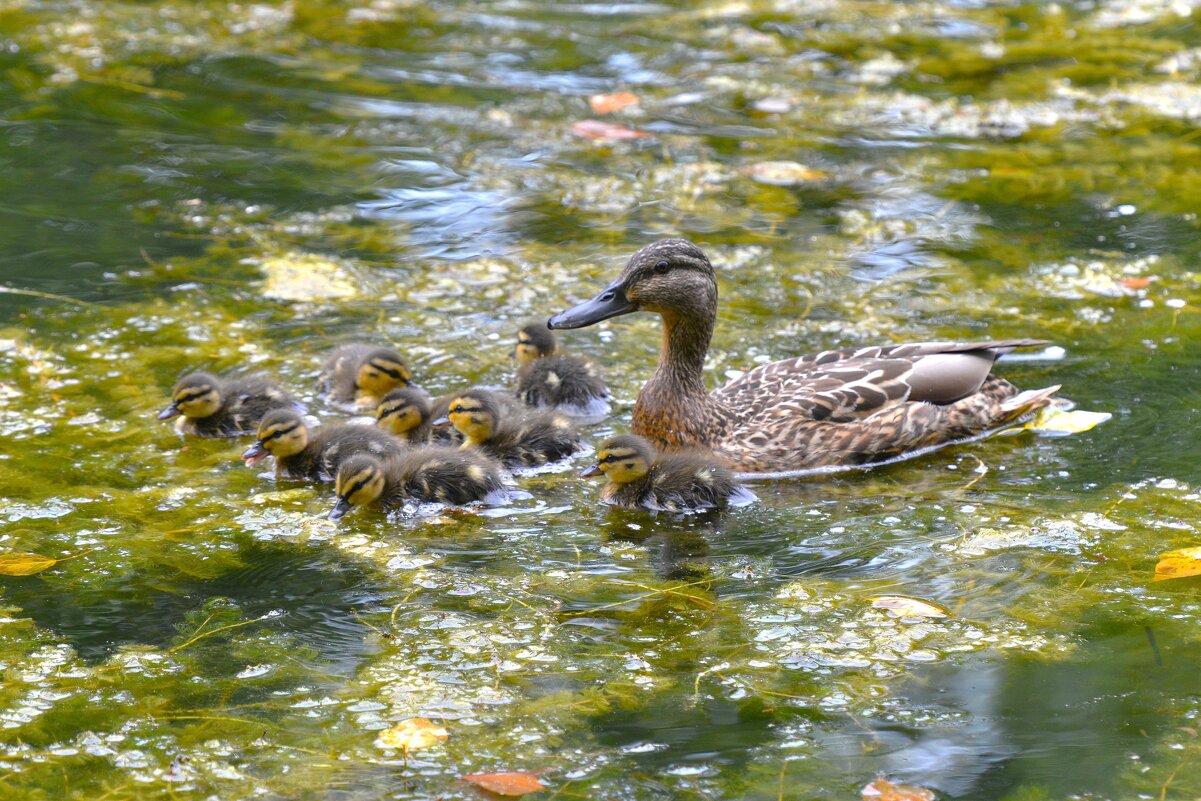 Из жизни уток ... - Константин Анисимов Из жизни уток ... - Константин Анисимов