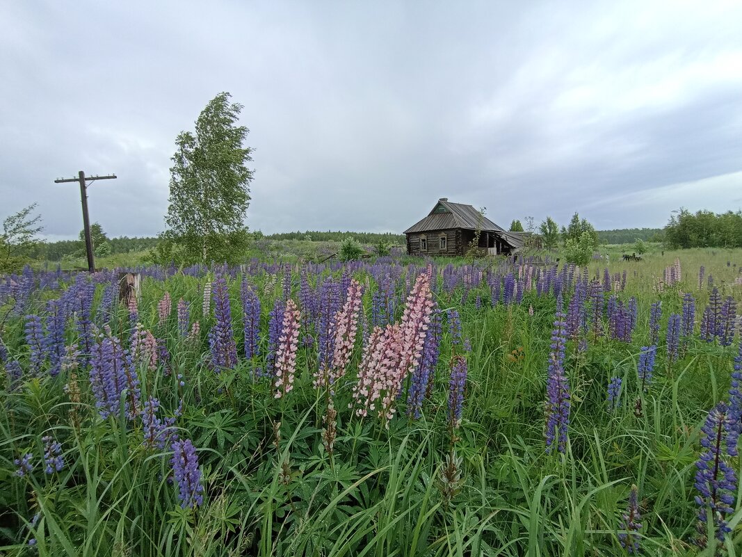 Заброшенная деревенька - Pippa 