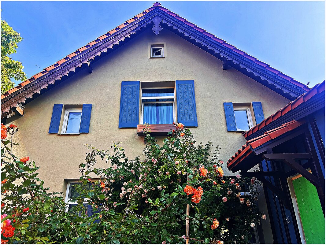 Розы в палисаднике. - Валерия Комова