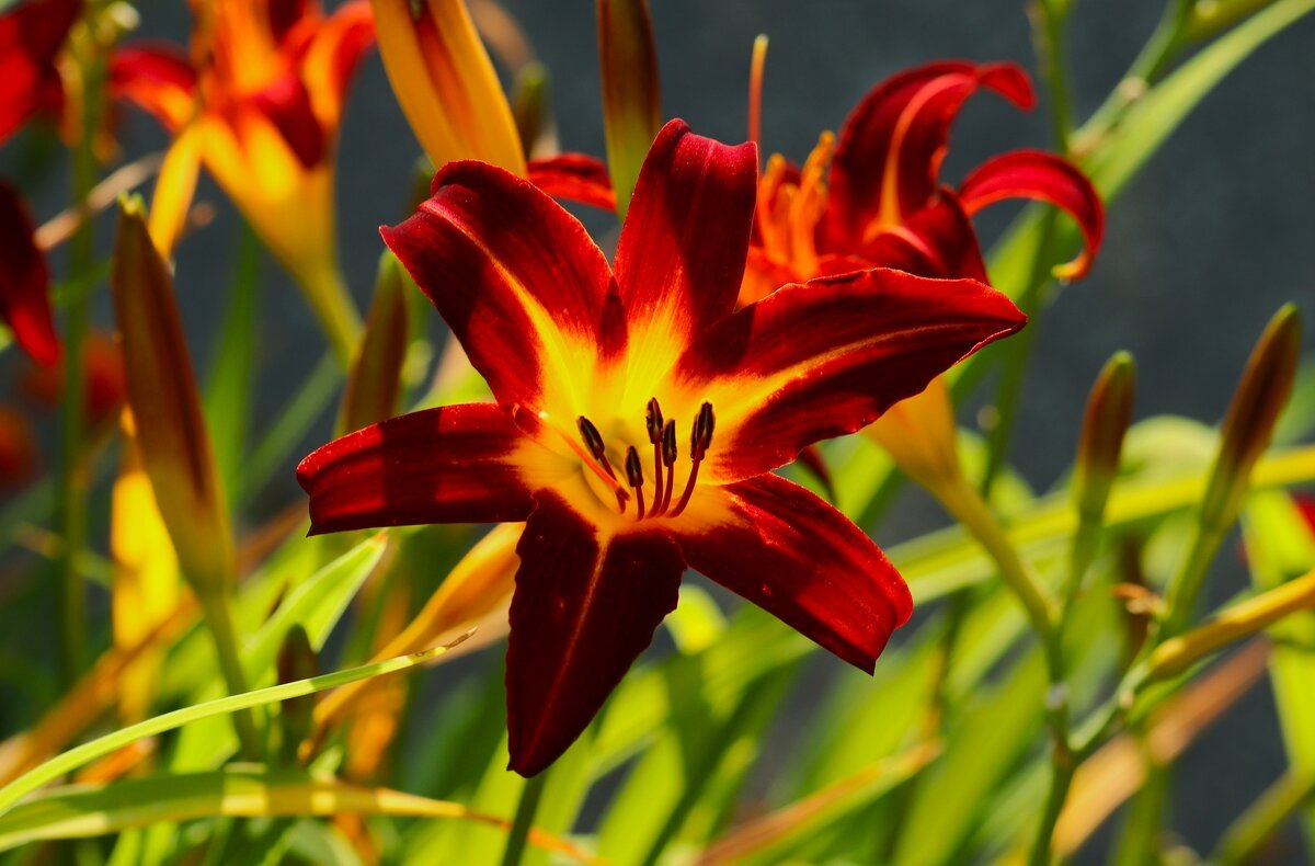 Доброе утро - Юрий. Шмаков