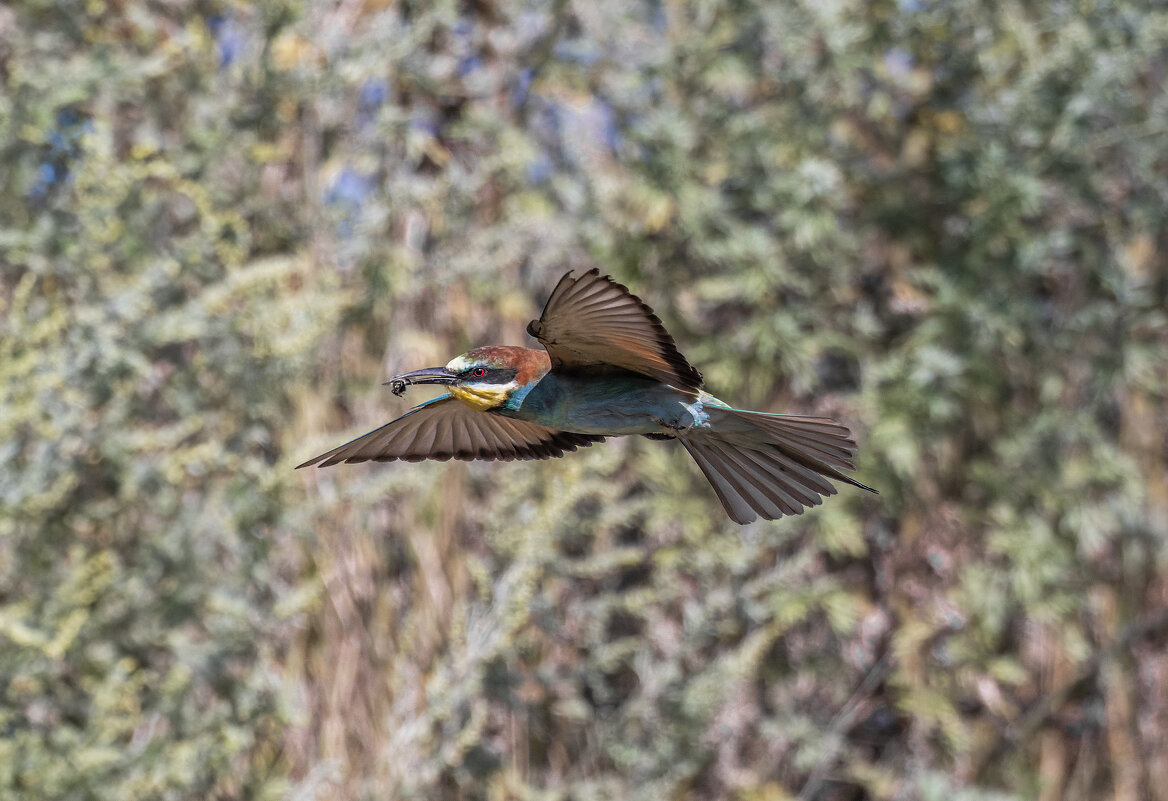 щурки - юрий макаров