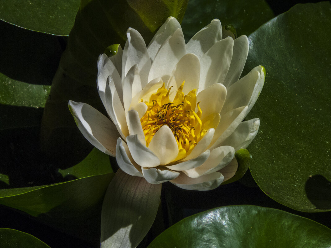 Белоснежная Лилия - Валентин Семчишин