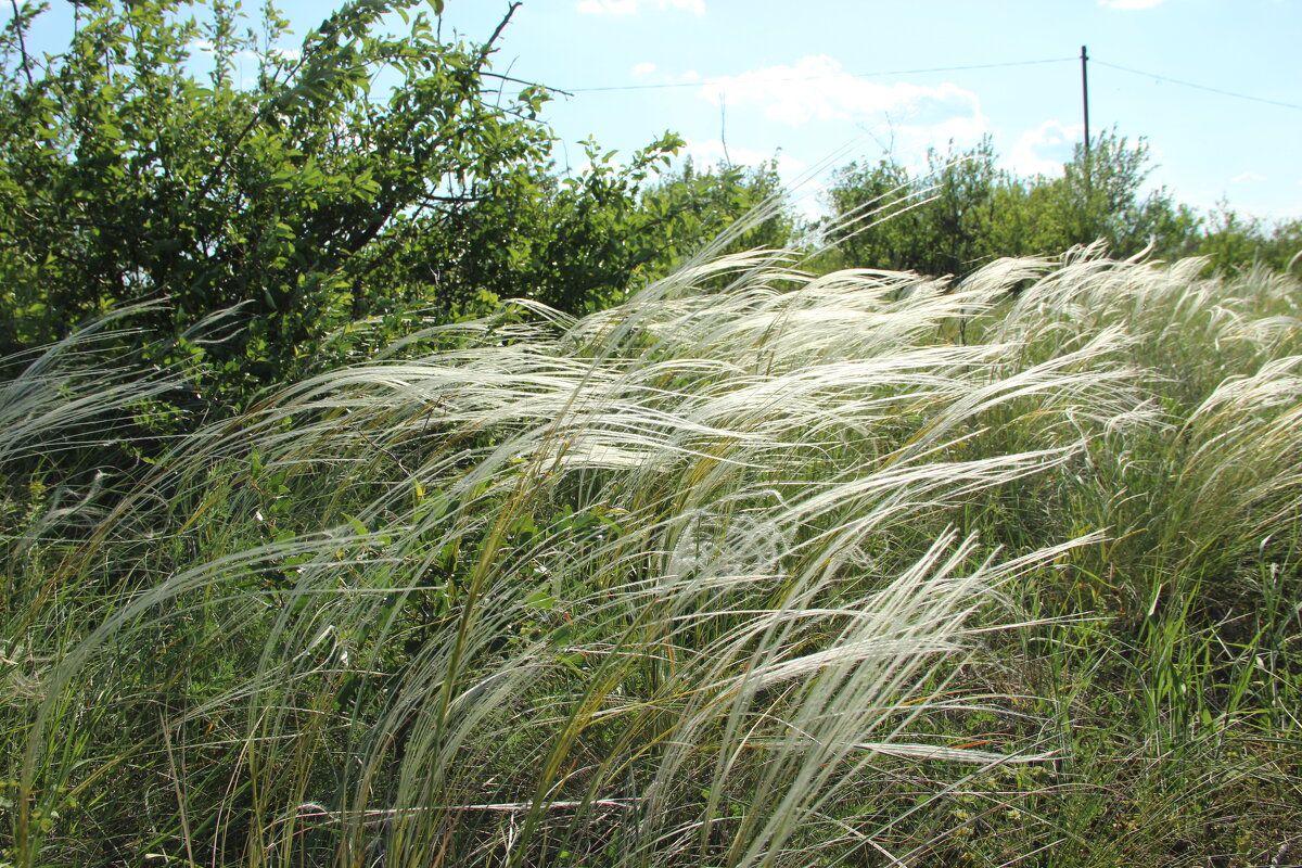 Ковыль. - Виктор 