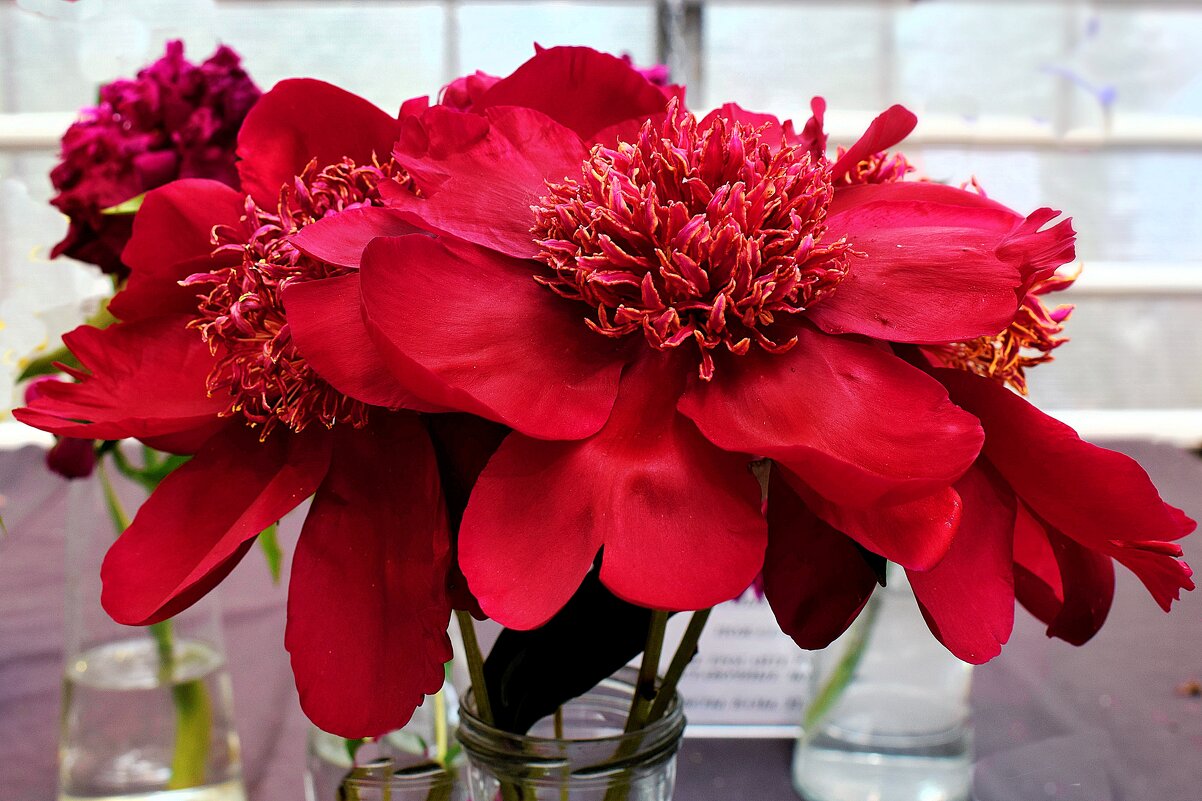 Пион - цветок июня. - Татьяна Помогалова