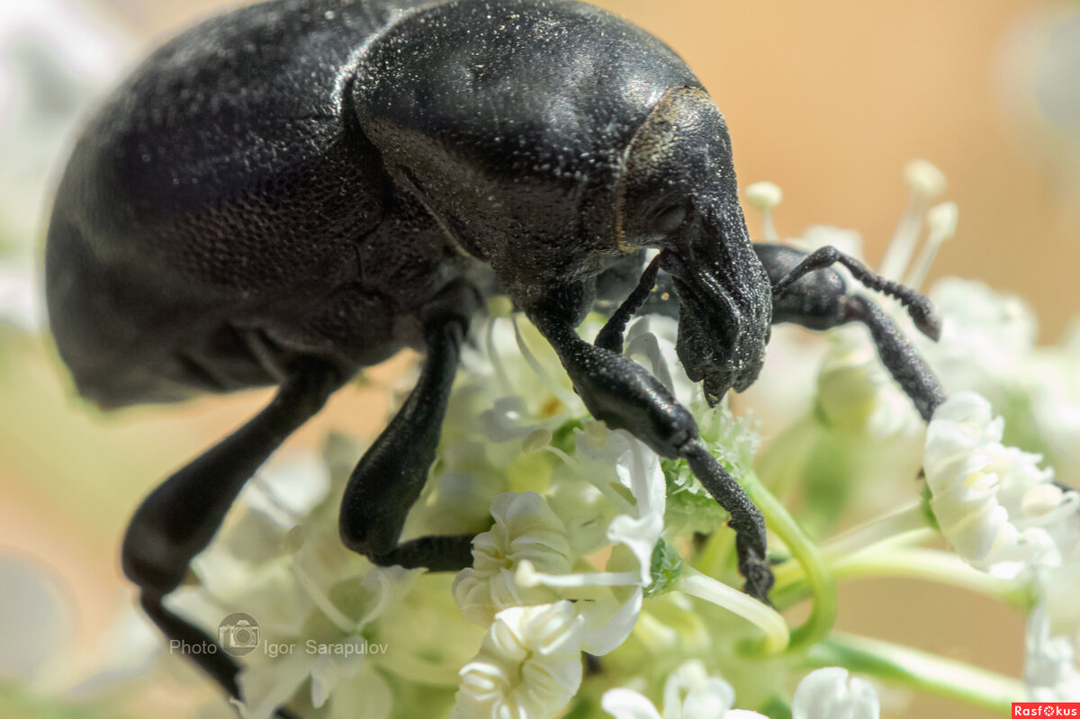 Скосарь крымский - Игорь Сарапулов Скосарь крымский - Игорь Сарапулов