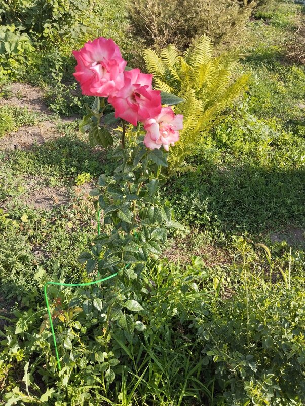 Ak Bulak.  Talgar. - Murat Bukaev 