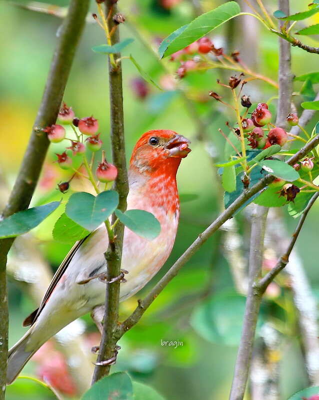 лакомство в ягодном лесу - Andrey Bragin лакомство в ягодном лесу - Andrey Bragin
