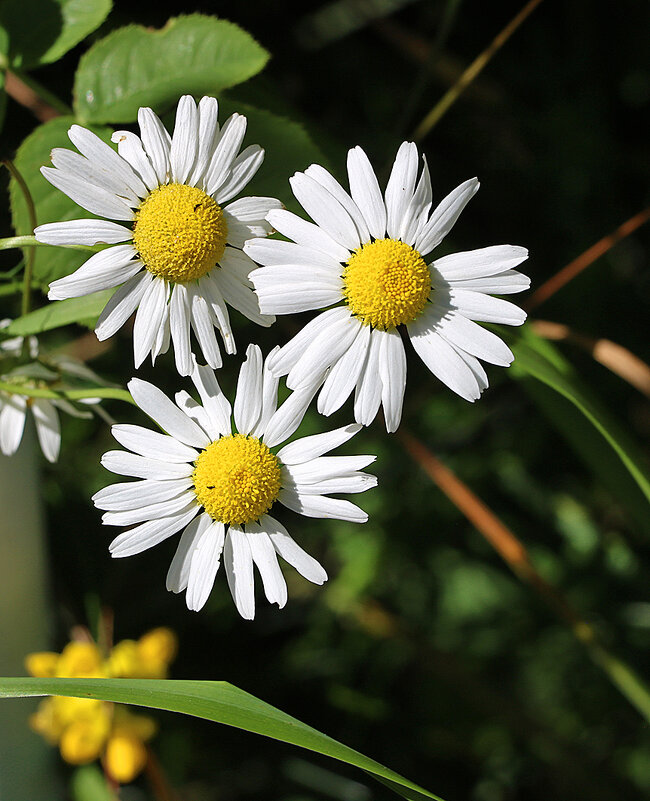 Мои любимые ромашечки - Светлана 