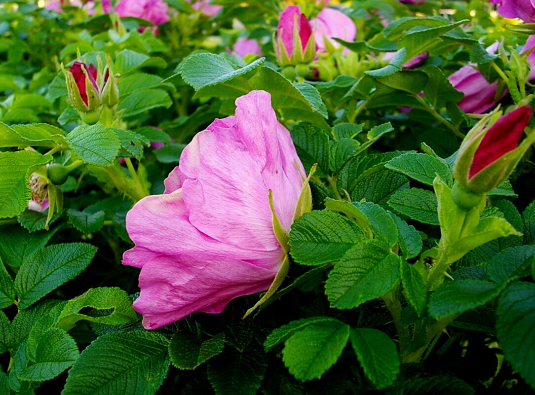 Шиповник - дикая роза. - VasiLina * Шиповник - дикая роза. - VasiLina *