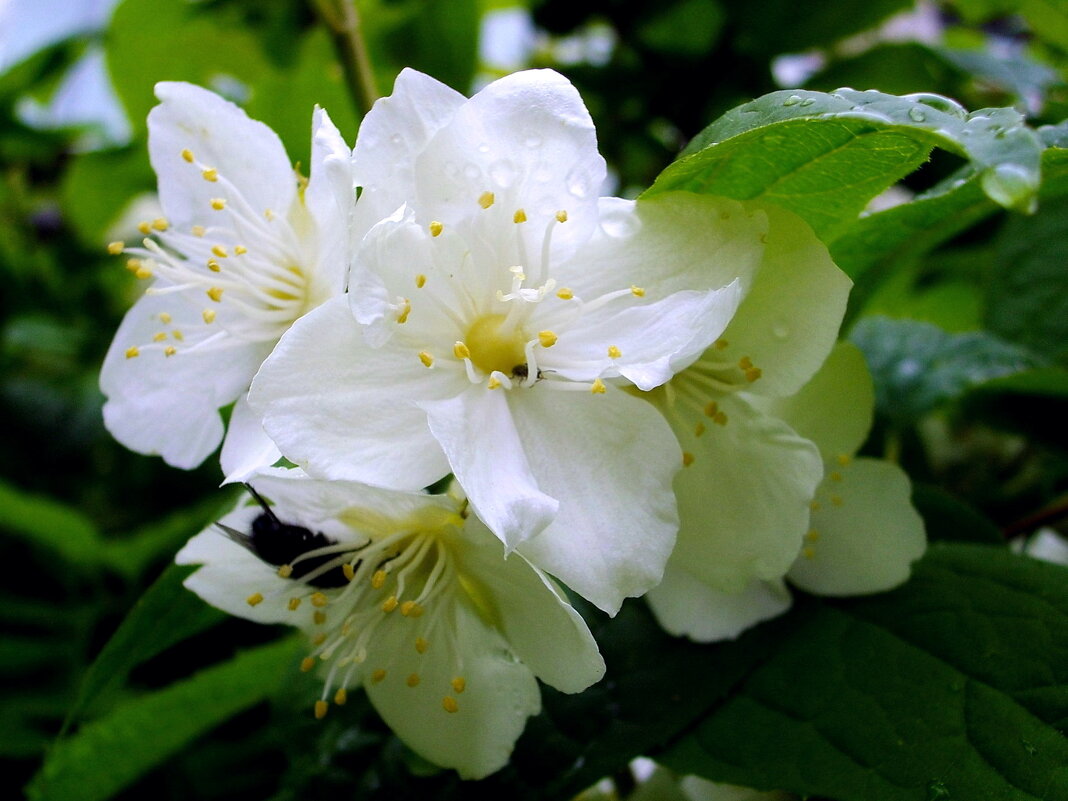 После дождя. - VasiLina *