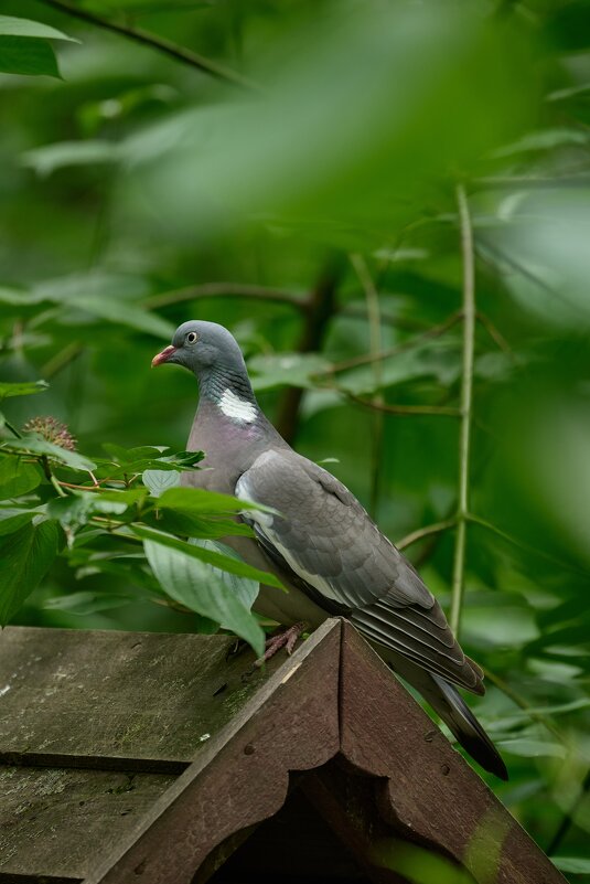 Вяхирь - Павел Шинкарёв