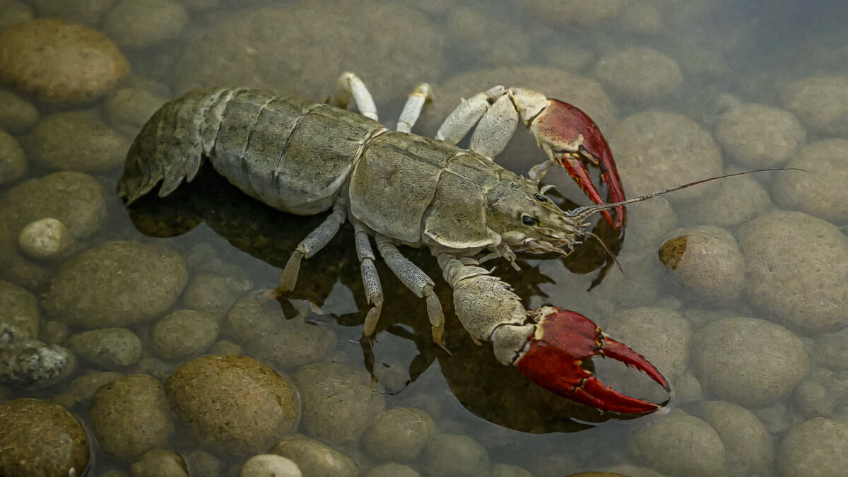 Рак - Aleksey Afonin