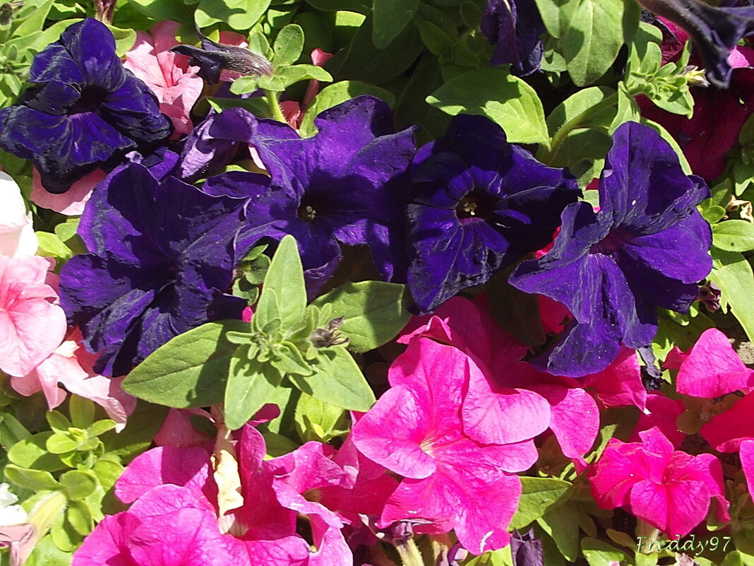 Петунии - Freddy 97