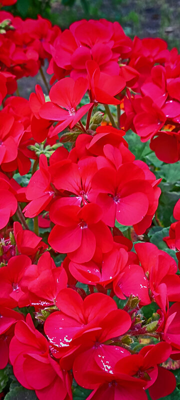 Серия "Городские цветы". Герань. - Лилия * Серия "Городские цветы". Герань. - Лилия *