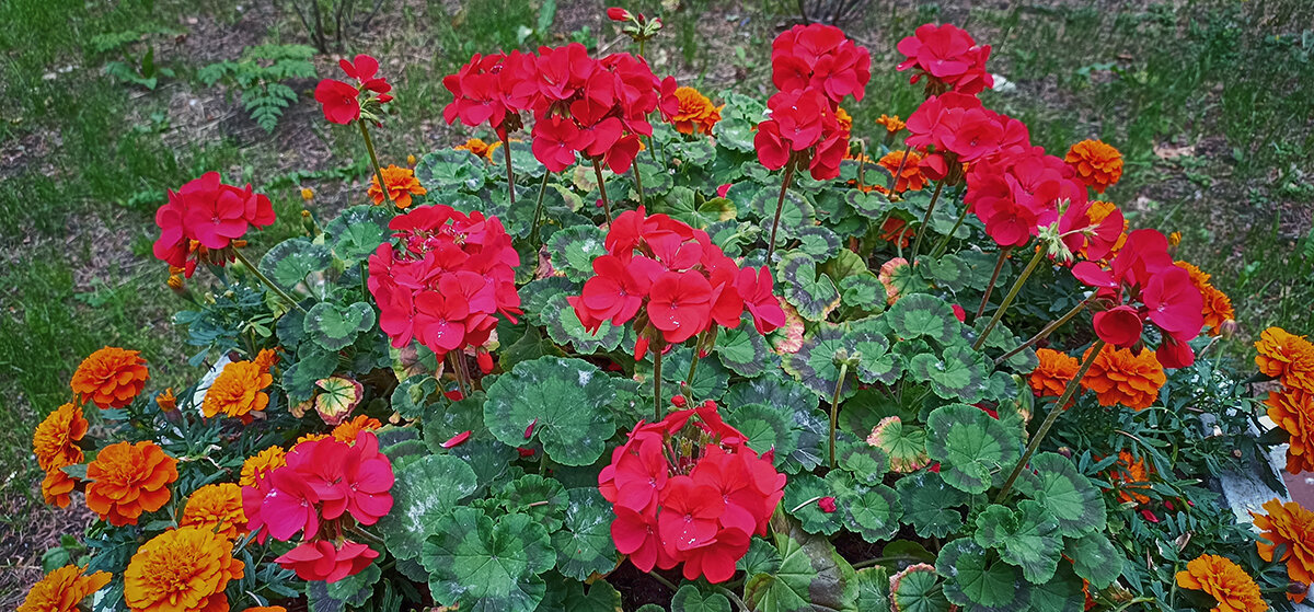 Серия "Городские цветы". Герань и бархатцы. - Лилия *