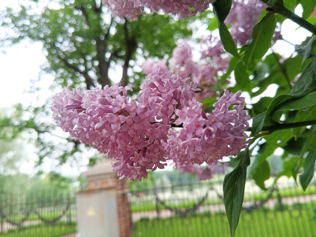 Сирень - Сапсан 