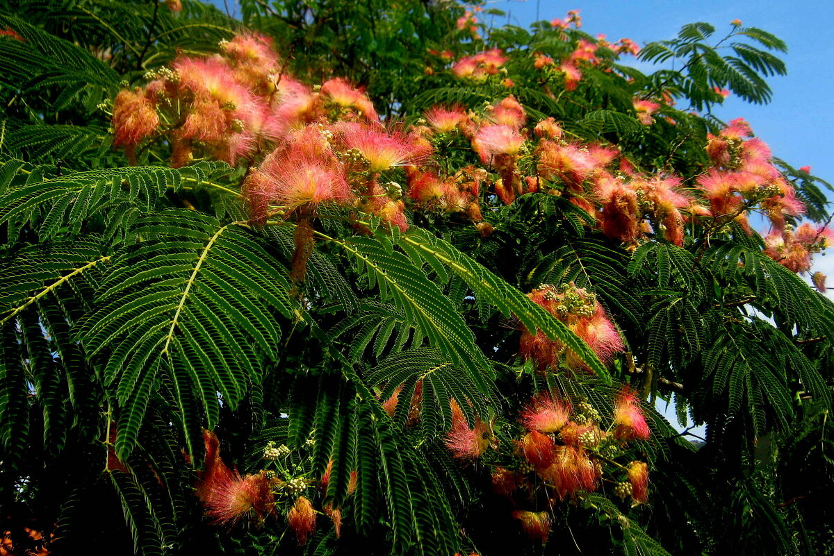 АЛЬБИЦИЯ - Татьяна Касьяненко