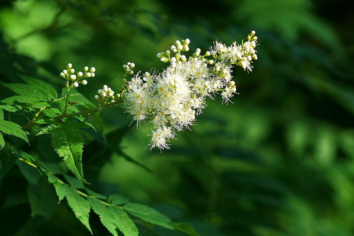 *** - Леонид leo *** - Леонид leo