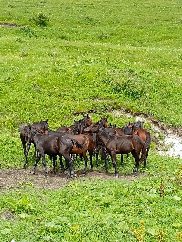 *** - Екатерина Филипенко