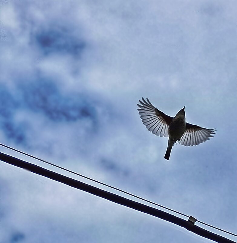 Улетает... улетает... Что за птичка... Кто-то знает... - veilins veilins Улетает... улетает... Что за птичка... Кто-то знает... - veilins veilins