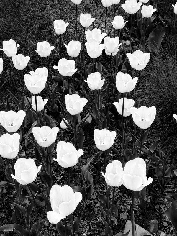 Белоснежные тюльпаны - Iren Brilliance Белоснежные тюльпаны - Iren Brilliance