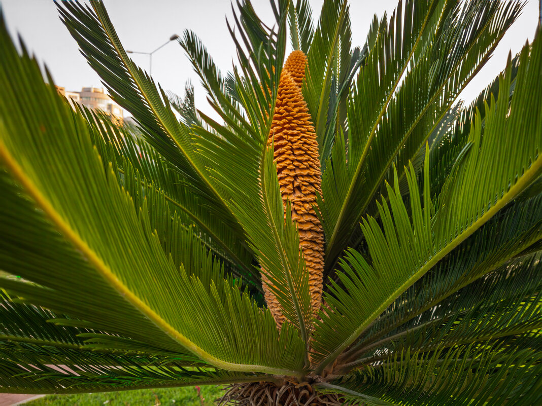 Цикас (саговник). - Борис Калитенко