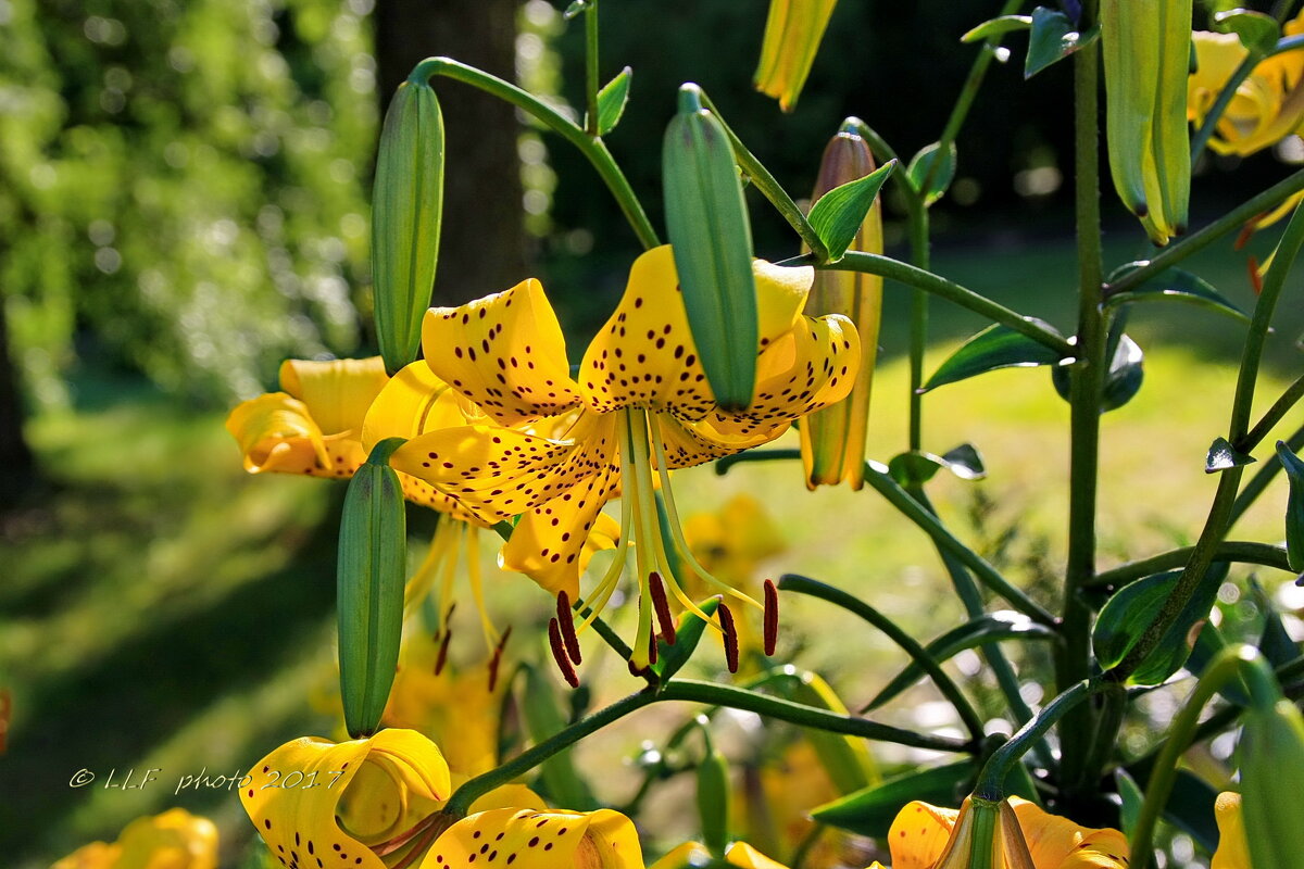 *** - Liudmila LLF *** - Liudmila LLF