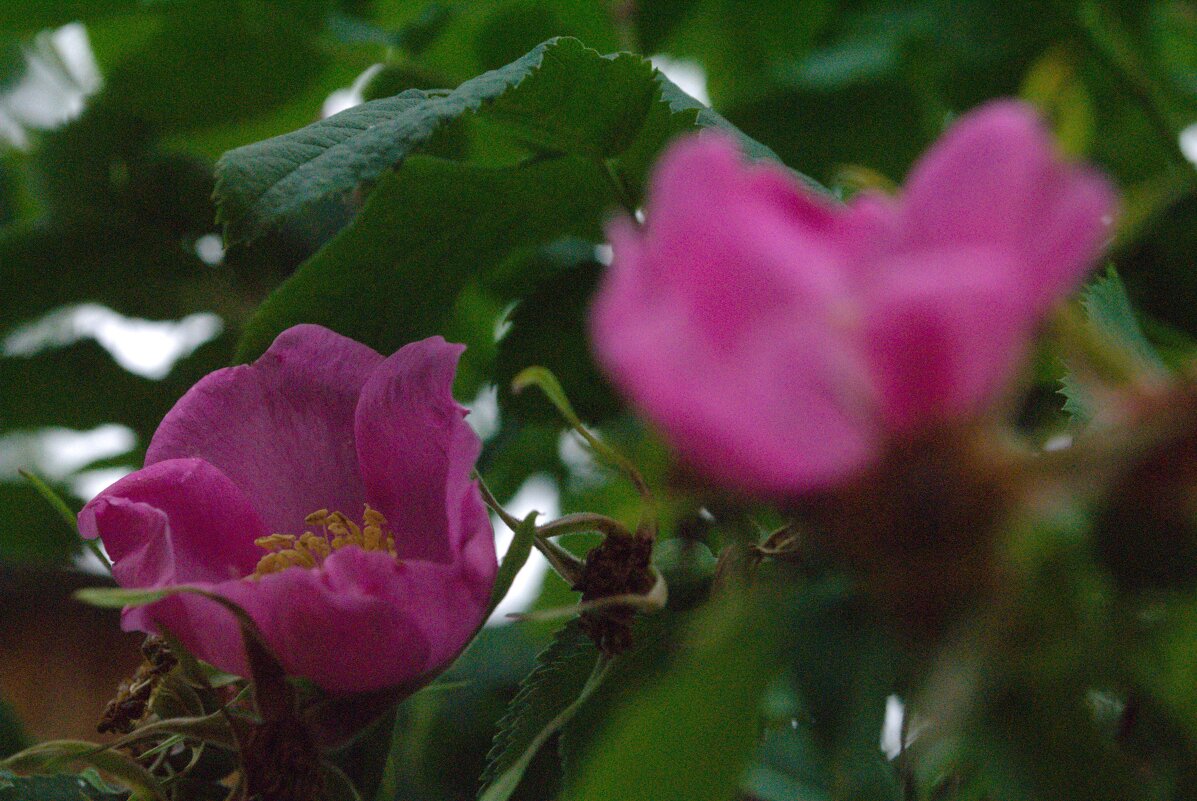 Шиповник - Анастасия Логинова