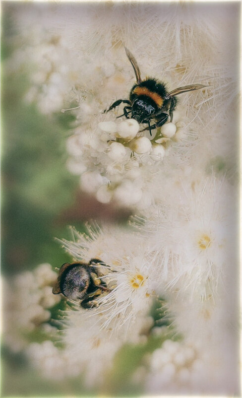 Анфас и афедрон..) - AZ east3 Анфас и афедрон..) - AZ east3