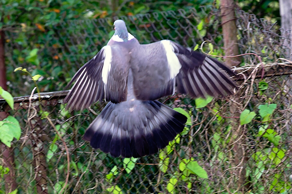 Вяхир 1 - Юрий Бутусов